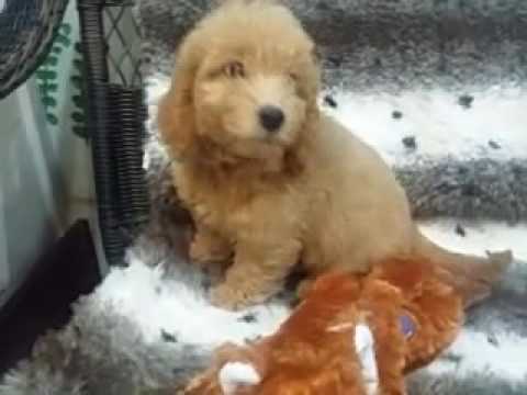 Gorgeous Red Mini Goldendoodle Female!