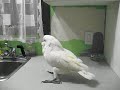 Byby qui chante et danse Byby qui chante et danse
