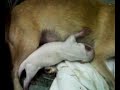 Chihuahua puppies 1 day old 