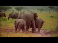 Ryuichi Sakamoto 坂本龍一ELEPHANTISM - Elephant dance