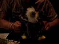 EAGLE MAN!!!