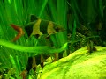 Clown loaches @ Zoo Bochum