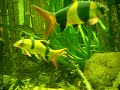 Clown loaches @ Zoo Bochum