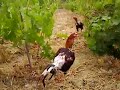 çatal kanat harem agas? beyaz çatal kanat harem agas? beyaz