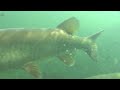 Sub ZERO Spearfishing Wisconsin
