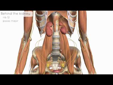 kidney - http://www.anatomyzone.com 3D anatomy tutorial on the location and relations of the kidney using the Zygote Body Browser (http://www.zygotebody.com). Join th...