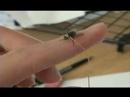 Fred the Fly Fred the Fly
