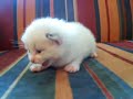 Tsuki 16 Days Tsuki 16 Days