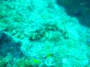 Scorpion Fish (Stetson Bank)