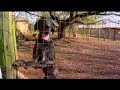 SPCA Pietermaritzburg South Africa SPCA Pietermaritzburg South Africa