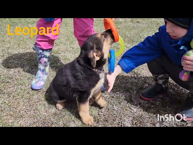 German Shepherd puppies  in Dogs & Puppies for Rehoming in Winnipeg