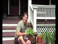 Pruning Basil