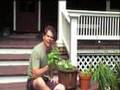 Pruning Basil
