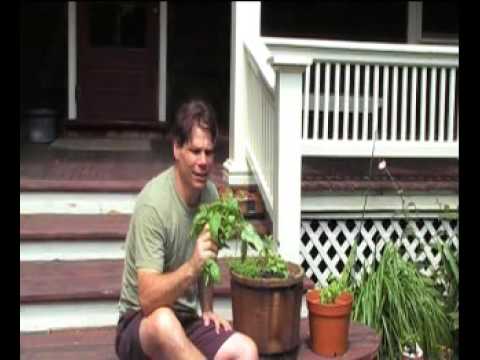 how to harvest globe basil