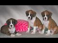 Boxer Puppies