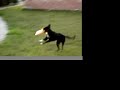 frisbeedog frisbeedog