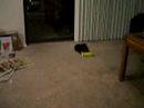 New puppy New puppy