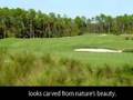 Olde Cypress