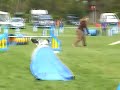 Agility - Running Contacts in the UK!! Agility - Running Contacts in the UK!!