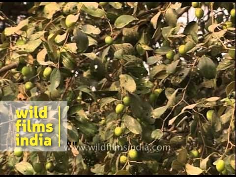 how to transplant jujube tree