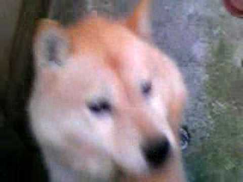 板橋区の北斗さん　甘える・・・(北海道犬）