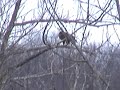 Bald Eagles-Cohoes Falls NY 1-12-08