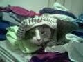 Gus loves underwear on his head