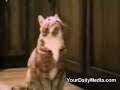 Katzen Sprechen