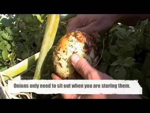 how to harvest vegetables