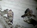 Couple de faucons p�lerins