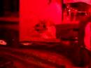BLOODWEISER