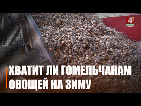 Первым на хранение отправился лук. Стабфонды начали закладывать на Гомельщине видео