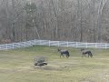 Doggie visits horses.mov