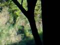 videos de Leopard at Mara Explorer Camp 1.mp4
