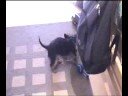 Funny yorkie puppy