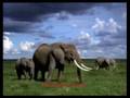 videos de Planeta Animal - TioDarWin