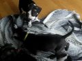 Pitbull Puppies *Did someone say treat?*