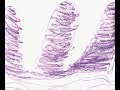 Exploring Synaesthesia 1