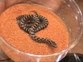 Going to the reptile show - pt.I Going to the reptile show - pt.I