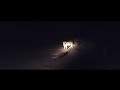 lions & their kill