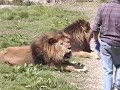 Lion Attack   Friendly, Powerful, Dangerous