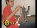 British Shorthair kittens Show.avi British Shorthair kittens Show.avi