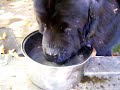 Gizzy takes a sip Gizzy takes a sip