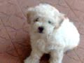 Cliquez pour voir la vid�o