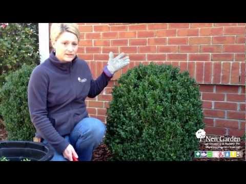 how to transplant english boxwood