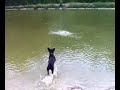 Riesenschnauzer schwimmt Riesenschnauzer schwimmt