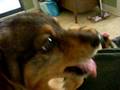 videos de Quiver Eats Mangosteen