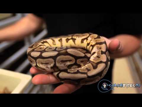 YouTube reptile video