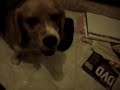 mel perturbandooooo mel perturbandooooo