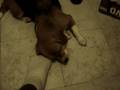 videos de mel perturbandooooo
